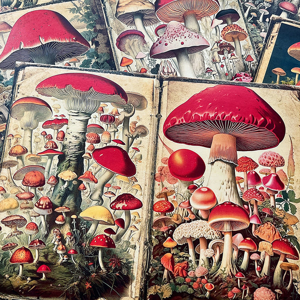 10PCS Vintage Mushroom background paper