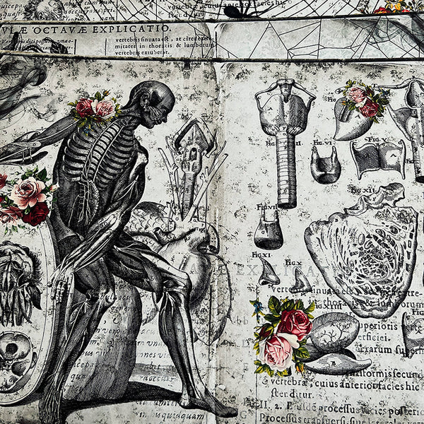6PCS Dark horror anatomical background paper