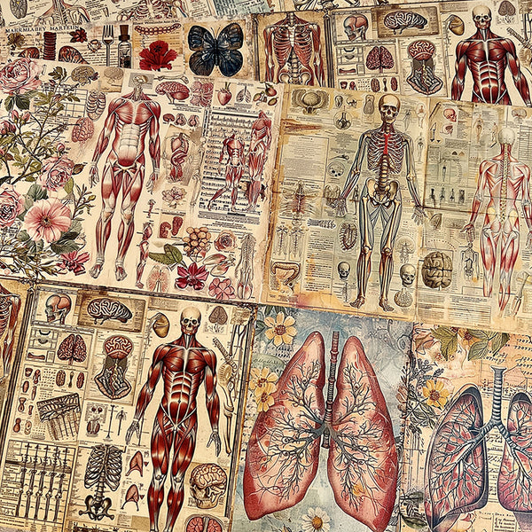 4PCS Vintage anatomy atlas background paper