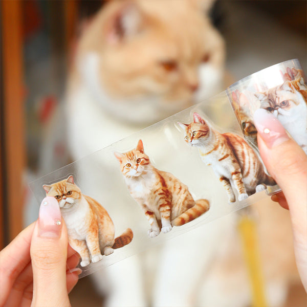 Katte forretningsbokserie PET Tap