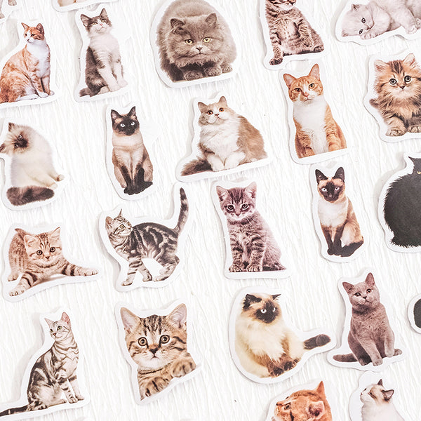 45PCS 새끼 고양이 셀카 시리즈 스티커